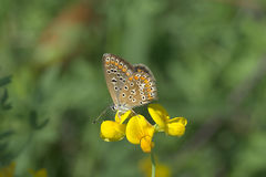 Polyommatus icarus