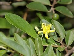 Grewia bicolor bicolor