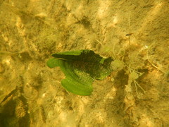 Udotea
