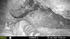 Bassariscus sumichrasti