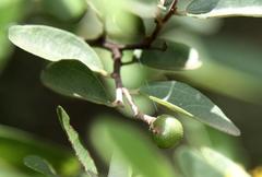 Grewia bicolor bicolor