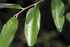 Grewia bicolor bicolor