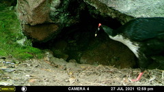 Oreophasis derbianus