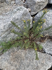Heterotheca hirsuta