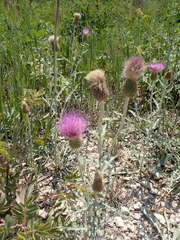 Cirsium flodmanii