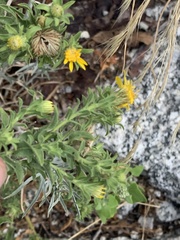 Heterotheca hirsuta