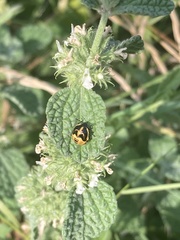 Cosmopepla lintneriana