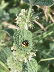 Cosmopepla lintneriana