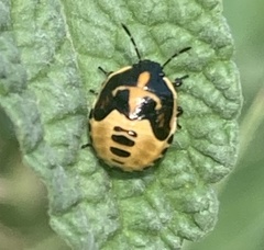 Cosmopepla lintneriana