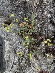 Eriogonum brevicaule brevicaule