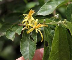 Grewia flavescens