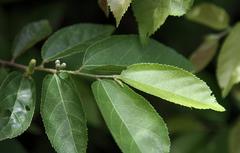 Grewia flavescens