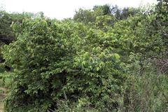 Grewia flavescens