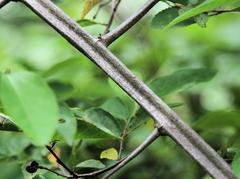 Grewia flavescens