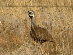 Eupodotis caerulescens