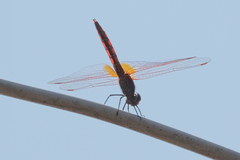 Trithemis annulata