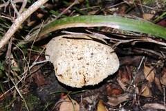 Macrolepiota zeyheri