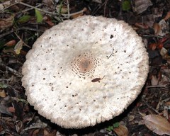 Macrolepiota zeyheri