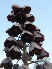 Fritillaria persica