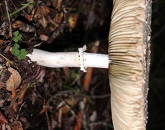 Macrolepiota zeyheri