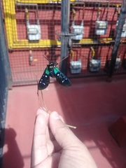 Chrysocale