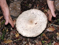 Macrolepiota zeyheri