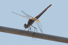 Trithemis annulata