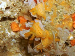 Crimora papillata