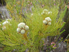 Serruria glomerata