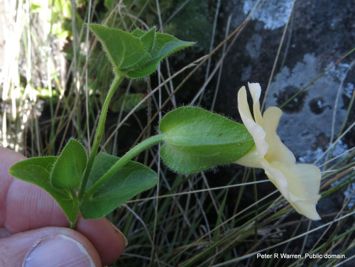 White Clockvine (Thunbergia pondoensis)