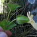Thunbergia pondoensis - Photo no hay derechos reservados, subido por Peter Warren