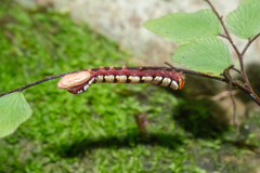 Callopistria guttulalis