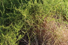 Asparagus fasciculatus