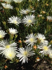Lampranthus glomeratus