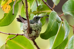 Chrysuronia leucogaster