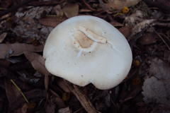 Termitomyces reticulatus