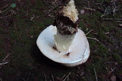 Termitomyces reticulatus