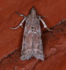 Amyelois transitella