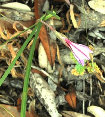 Gladiolus gueinzii