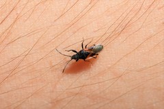 Oxycarenus lavaterae