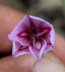 Gladiolus gueinzii