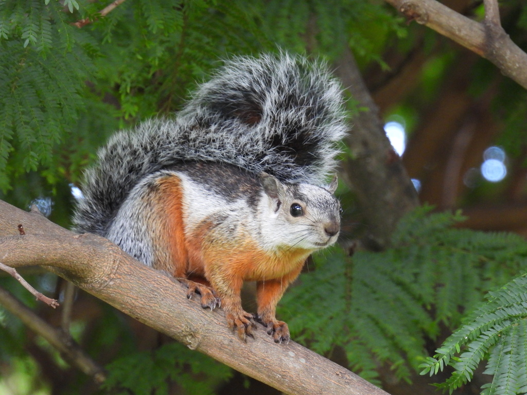 Variegated Squirrel (Sciurus variegatoides)