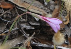 Gladiolus gueinzii