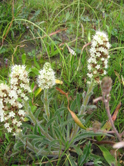 Echiostachys incanus