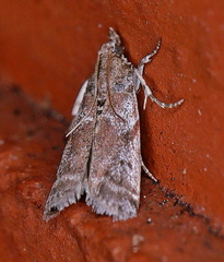 Amyelois transitella