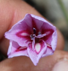 Gladiolus gueinzii