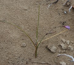 Gladiolus gueinzii