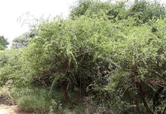 Strychnos spinosa spinosa