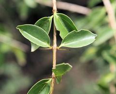 Strychnos spinosa spinosa