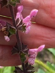 Stachys rigida quercetorum